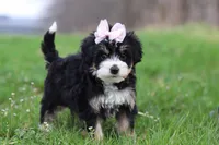 Selena, a female Miniature Bernedoodle for sale in Fresno, OH – Photo 4 of 5