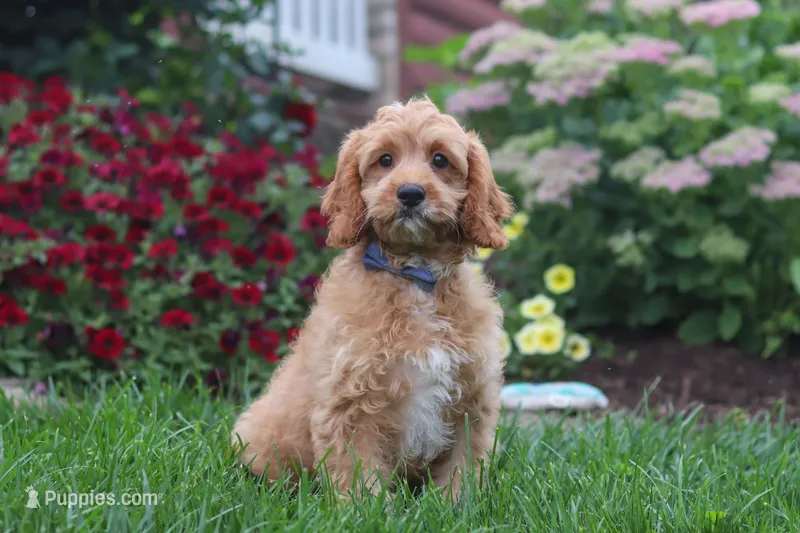 Clyde – Cavapoo puppy for sale in Fresno, OH