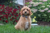 Clyde, a male Cavapoo for sale in Fresno, OH – 1 of 6