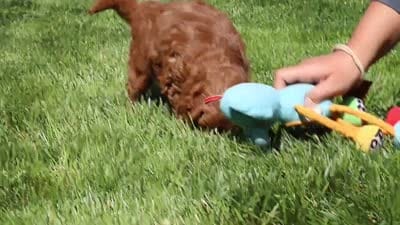 Bear, a male Miniature Goldendoodle for sale in Fresno, OH – 6 of 6