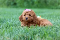 Jennifer, a female Goldendoodle for sale in Fresno, OH – 6 of 8