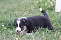 Sadie💗🐾, a female Australian Shepherd and Pembroke Welsh Corgi for sale in Fresno, OH – 3 of 6