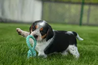 Cruz, a male Beagle for sale in Fresno, OH – 2 of 9