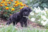 Randall, a male Yorkipoo for sale in Fresno, OH – 4 of 6