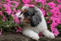   Paisley 💗, a female Cavapoo for sale in Fresno, OH – 2 of 10