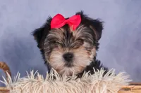 Nova, a male Morkie for sale in Fresno, OH – Photo 9 of 10
