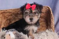 Nova, a male Morkie for sale in Fresno, OH – Photo 7 of 10