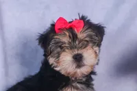 Nova, a male Morkie for sale in Fresno, OH – Photo 1 of 10