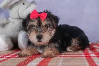 Nova, a male Morkie for sale in Fresno, OH – Photo 4 of 10