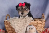 Nova, a male Morkie for sale in Fresno, OH – Photo 10 of 10