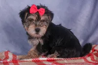 Nova, a male Morkie for sale in Fresno, OH – Photo 3 of 10