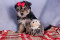 Nova, a male Morkie for sale in Fresno, OH – Photo 8 of 10