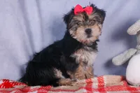 Nova, a male Morkie for sale in Fresno, OH – Photo 6 of 10