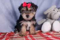 Nova, a male Morkie for sale in Fresno, OH – Photo 2 of 10