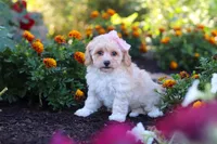 Nicole, a female Havapoo for sale in Fresno, OH – 2 of 7