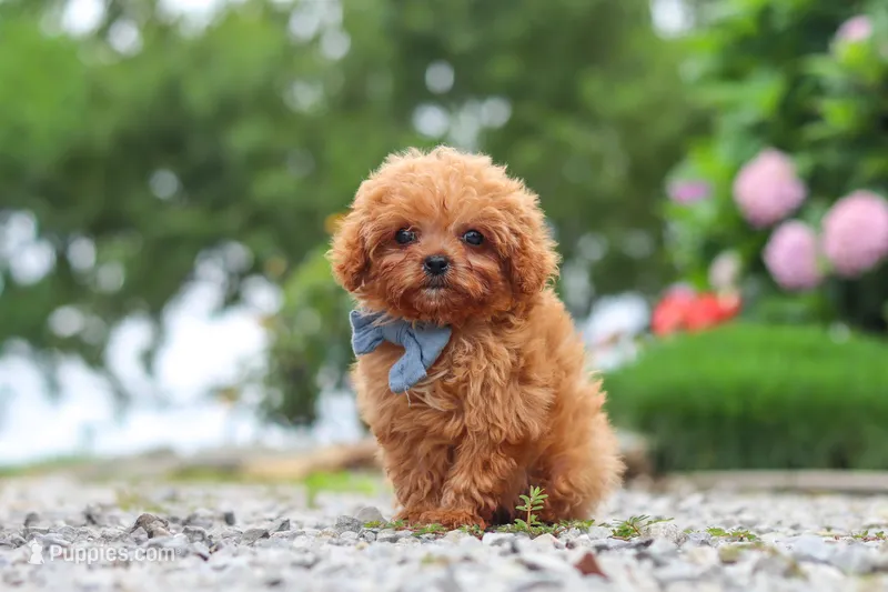 Luca – Cavapoo puppy for sale in Fresno, OH