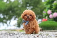 Luca, a male Cavapoo for sale in Fresno, OH – 1 of 8