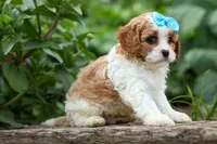 Victor 🐾, a male Poodle - Miniature  for sale in Fresno, OH – 5 of 10
