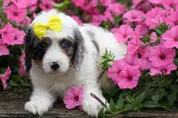   Preston🎀, a female Cavapoo for sale in Fresno, OH – 8 of 10