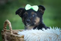 Lando ✨, a female Miniature Aussiedoodle for sale in Fresno, OH – 7 of 8