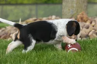 Cruz, a male Beagle for sale in Fresno, OH – 5 of 9