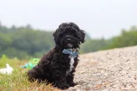 Riley, a male Havapoo for sale in Fresno, OH – 2 of 6
