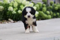 Lacey, a female Miniature Bernedoodle for sale in Fresno, OH – 4 of 5