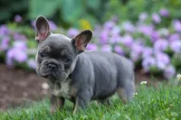 Francie💕, a female French Bulldog for sale in Fresno, OH – 2 of 9