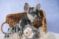 💗 Jovie, a female French Bulldog for sale in Fresno, OH – 8 of 10