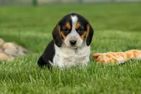 Copper 🐶, a male Beagle for sale in Fresno, OH – 7 of 10