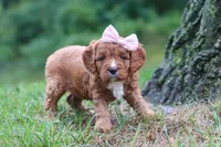 Willow, a female Cavapoo for sale in Fresno, OH – 4 of 7