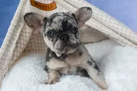 💗 Jovie, a female French Bulldog for sale in Fresno, OH – 5 of 10