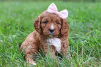 Willow, a female Cavapoo for sale in Fresno, OH – 7 of 7