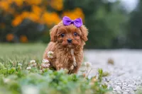 Lilac, a female Cavapoo for sale in Fresno, OH – 8 of 9