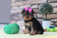Lucy, a female Yorkshire Terrier for sale in Fresno, OH – 1 of 8
