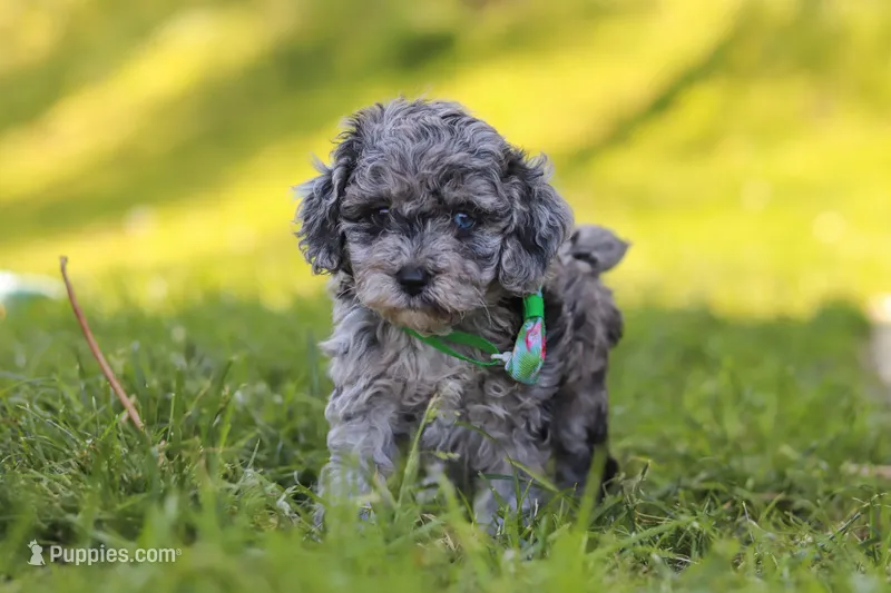 Mason – Poodle - Miniature  puppy for sale in Fresno, OH