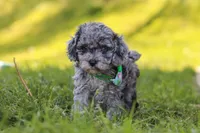Mason, a male Poodle - Miniature  for sale in Fresno, OH – 1 of 10