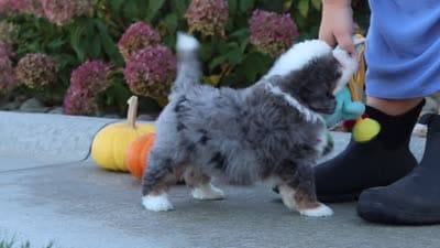 Coven, a male Miniature Bernedoodle for sale in Fresno, OH – 8 of 8