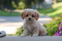 Sky, a female Cavapoo for sale in Fresno, OH – 5 of 8