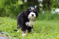 Slinky, a male Miniature Bernedoodle for sale in Fresno, OH – 7 of 8