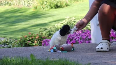 Rubble, a male Cavapoo for sale in Fresno, OH – 7 of 7