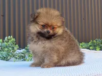 Pepper 🐶, a male Pomeranian for sale in Fresno, OH – 6 of 9