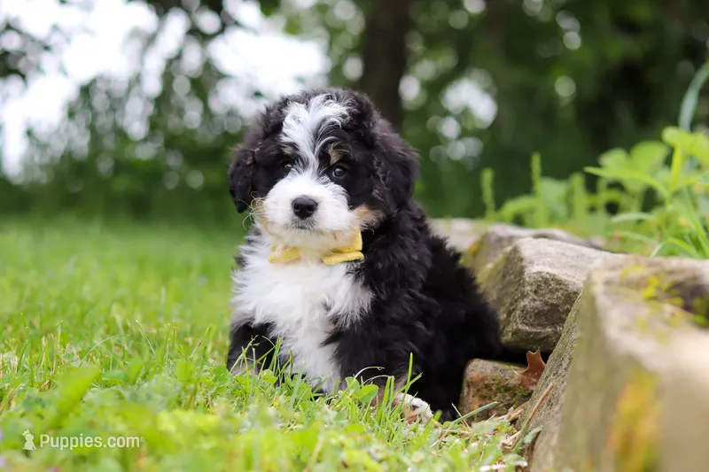 Weasley – Miniature Bernedoodle puppy for sale in Fresno, OH