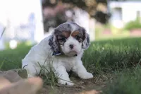 Kai, a male Cavapoo for sale in Fresno, OH – 6 of 7