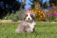 Molly, a female Miniature Bernedoodle for sale in Fresno, OH – 6 of 7