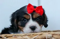 Winston 🐶, a male Cavalier King Charles Spaniel for sale in Fresno, OH – 6 of 10