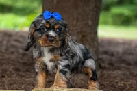 Dakota 🐶💙, a male Cocker Spaniel for sale in Fresno, OH – 3 of 8