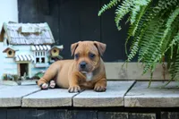 Marley 🌸🐾, a female Staffordshire Bull Terrier for sale in Fresno, OH – 3 of 10