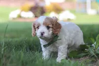 Asher, a male Cavapoo for sale in Fresno, OH – 2 of 7