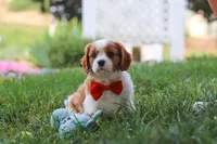 Carter, a male Cavalier King Charles Spaniel for sale in Fresno, OH – 5 of 9
